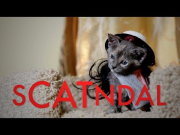 SCANDAL (Cute Kitten Version)