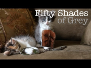 50 Shades of Grey Trailer - Cute Kitten Edition