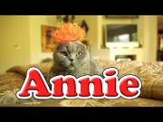 Annie - Tomorrow (Cute Kitten Version)