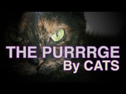 THE PURGE (Kitten Version) - THE PURRRGE