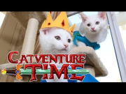 Adventure Time (Cute Kitten Edition)