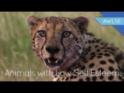 One Cheetah's Fight Against ADHD (Starring Adam Sessler!)