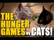 CATS remake HUNGER GAMES with Cardboard!