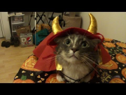 Cats try on Halloween costumes