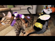 KITTY COSTUME PARTY