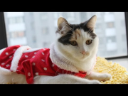 Cats In Funny Outfits || Super Funny Cats Dressed Up