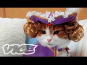 Cats In Funny Outfits