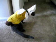 Best / Funny Halloween Cat Costume!