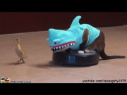 Cat In A Shark Costume Chases A Duck While Riding A Roomba