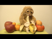 Cat + Monkey. 2016 年の干支 猿になった猫のまる
