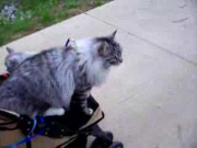 stroller cat
