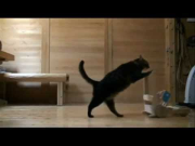 cat pushing a trolley (original video)