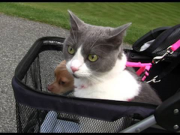 Strolling with Tommy the Chihuahua & Gracie the Cat