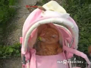 cute cat baby carriage