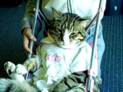 Funny cat in pink stroller dressed up (boy)