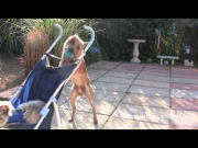 Dog pushes Cat in stroller