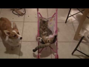 Cat in a baby stroller