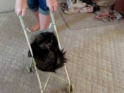 cat pushes stroller for a ride