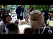 The cat man from Kyushu with his Himalayan and Chinchilla cats in Ikebukuro