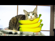 123バナナ猫 - Banana Cat -