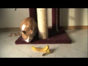 Cat versus banana peel