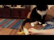 Cat vs. (ex)banana