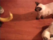 Bananas vs. Cats