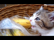 Banana Kitten named Orfey | Funny Cats