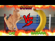 CAT VS BANANA EPIC FIGTH ROUND 1! #THRW