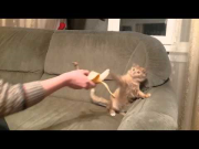 Cat vs banana