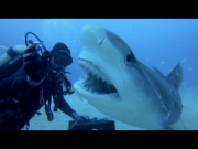 GoPro: Petting A Tiger Shark