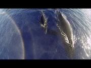 GoPro: Humpback Whales From A Drone