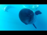 GoPro: Captain Dave and The False Killer Whales