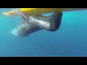 GoPro: Leopard Seal Encounter