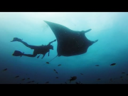 GoPro: Giant Manta Rays