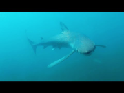 GoPro: Andy Casagrande's Shark Bait Cam