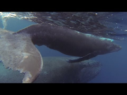 GoPro: Cruising with Humpback Whales