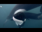 GoPro: Orca Rescue in 4K
