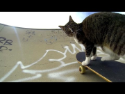 GoPro: Didga the Skateboarding Cat