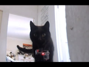 Go Pro Cat Collar Cam - What the cats really get up to when no one is home.