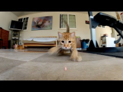 GoPro: Laser Cats - TV Commercial