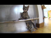 GoPro Hero 3 - Cat In Slow-Motion !