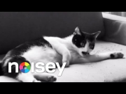 Parquet Courts - "Sunbathing Animal" (Official Video)