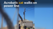 Acrobatic cat walks on a power line