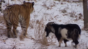 Feisty Goat Still in Charge in Tiger's Cage