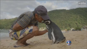 Penguin Travels 5,000 Miles Every Year to Visit Man Who Saved Him