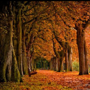Follow Me 2