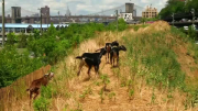 Four goats graze in Brooklyn