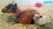 Baby goat and mother enjoys a wonderful reunion