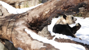 Oh: This Panda Has A Measured Reaction To Snow